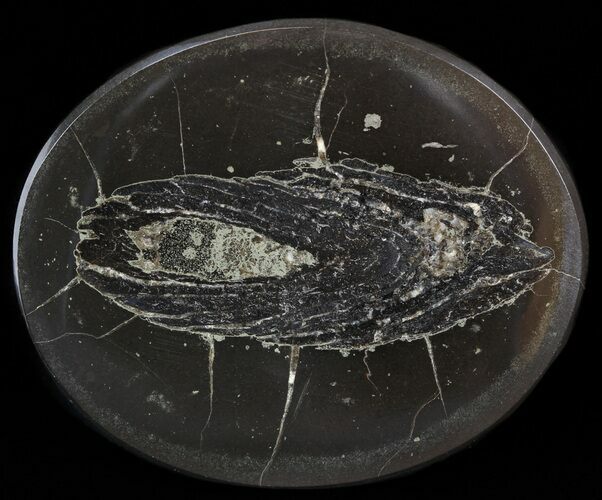 Polished Fish Coprolite (Fossil Poo) - Scotland #44679
